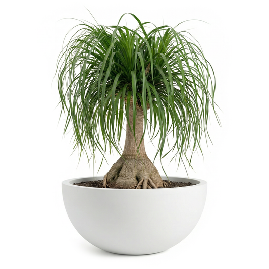 Fiberglass Bowl Planter P012