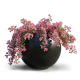 Black spherical planter with pink flowering plants on a white background